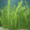 Caulerpa taxifolia