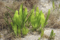 Caulerpa prolifera