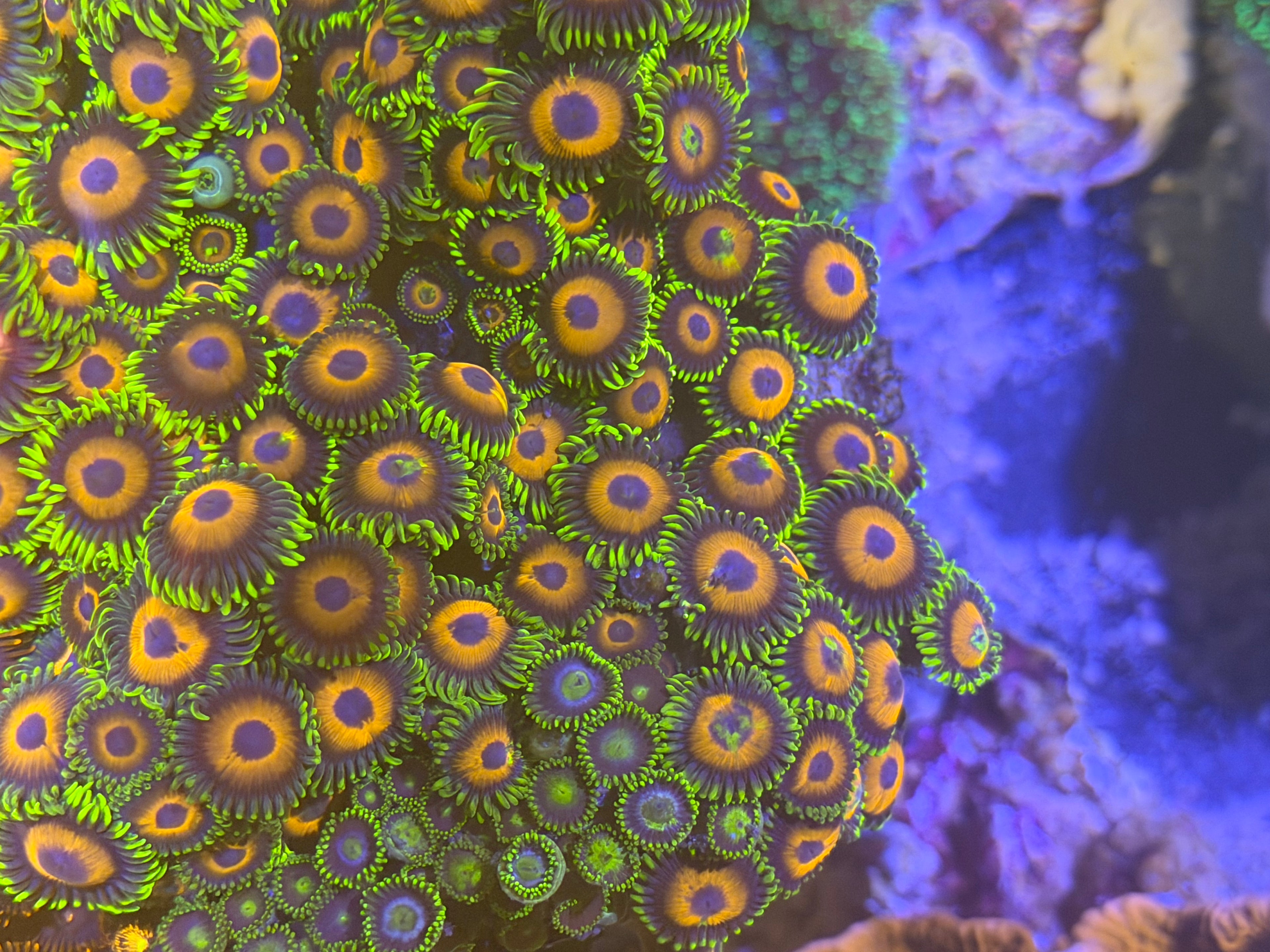 Zoanthus sp. Eagle Eye