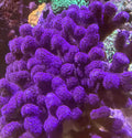 Stylophora pistillata Milka