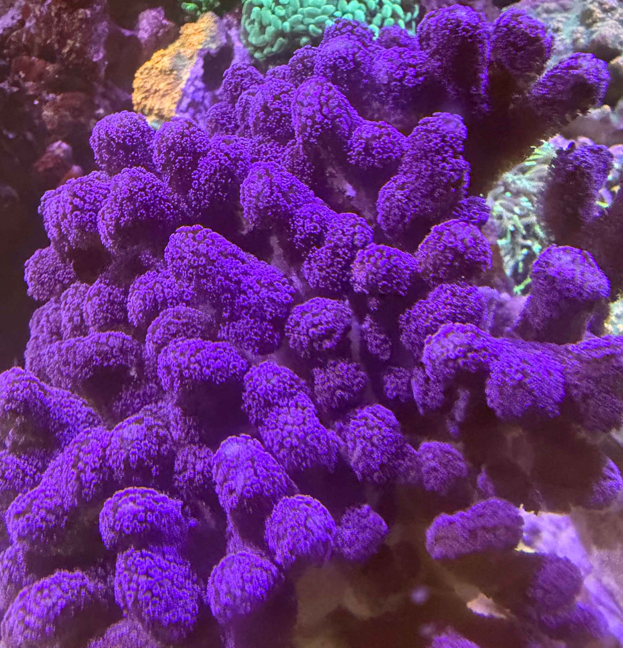 Stylophora pistillata Milka