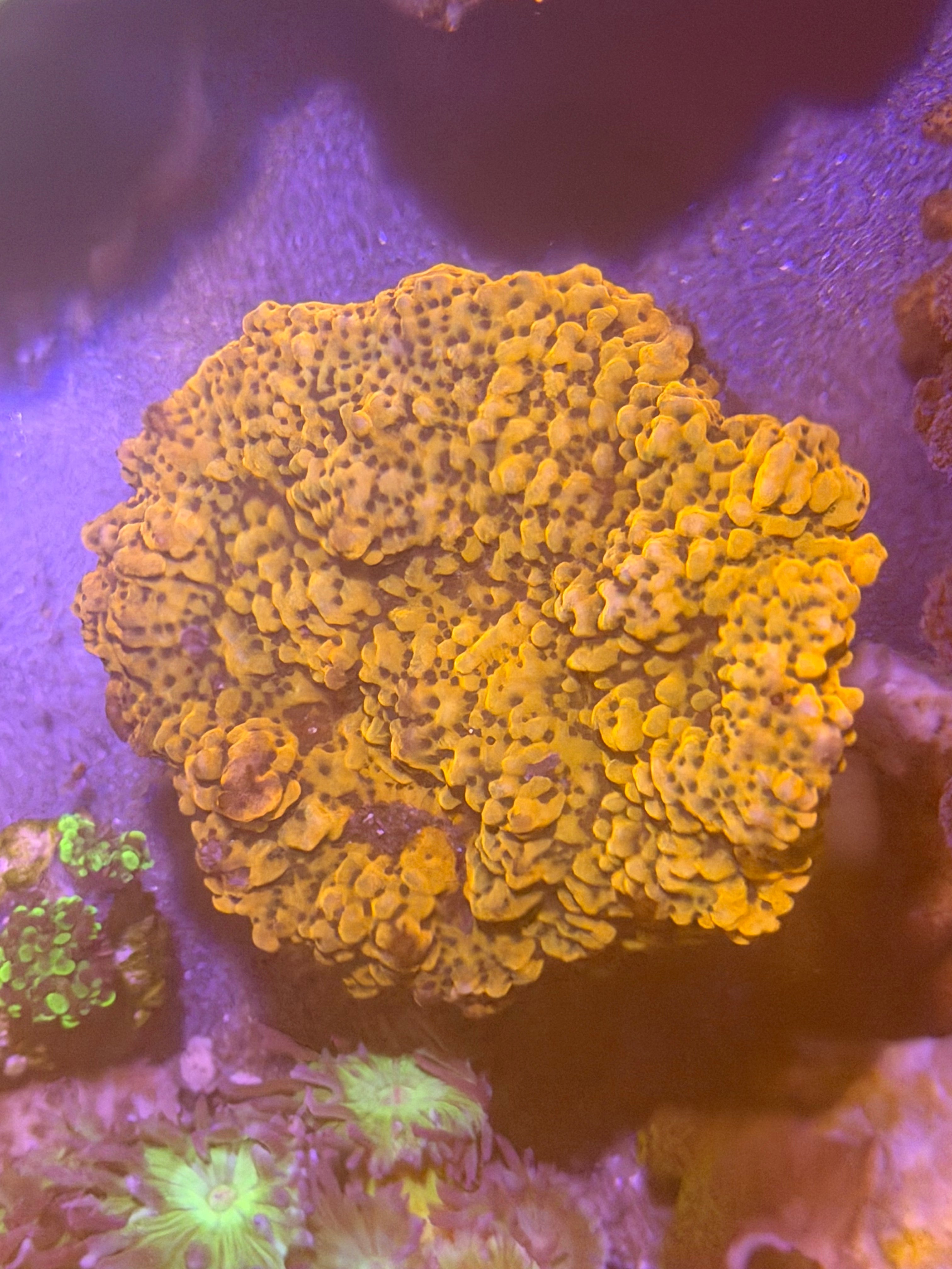Montipora sp. Crazy T