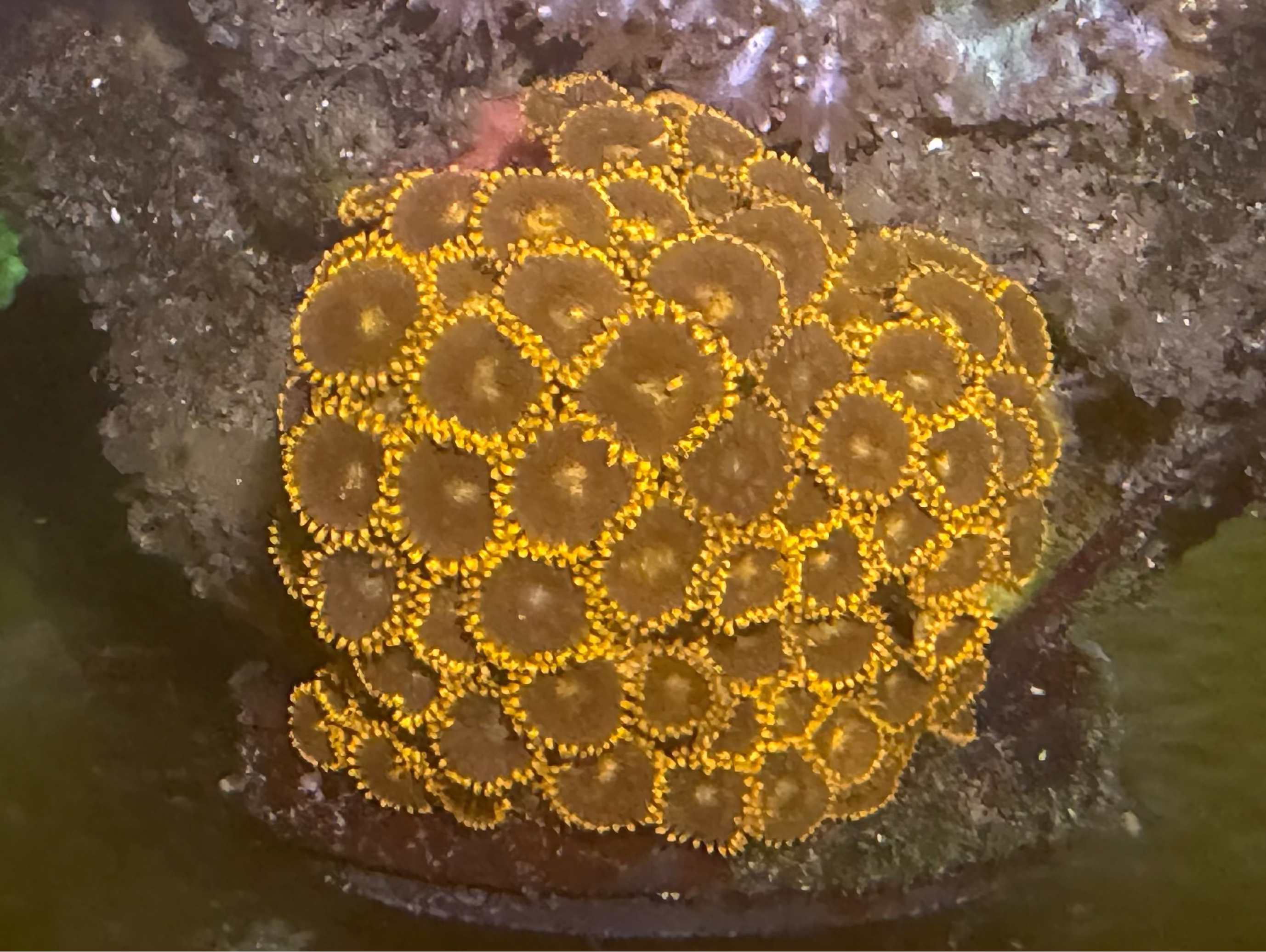 Zoanthus sp. Orange Gelb