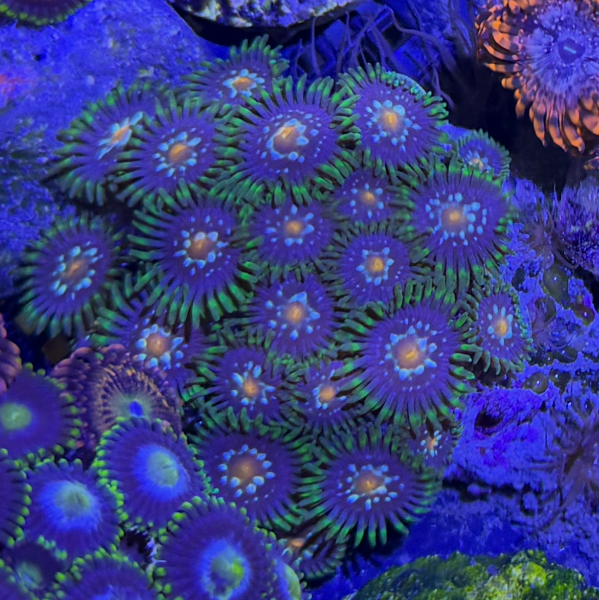 Zoanthus sp. Stargazer