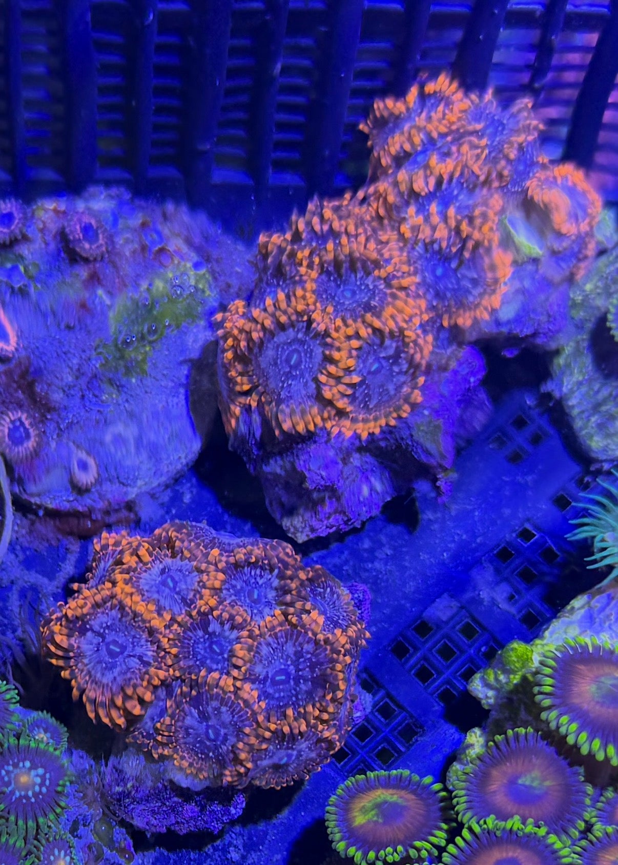 Zoanthus sp. Utter Chaos