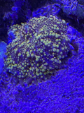 Ricordea Yellow