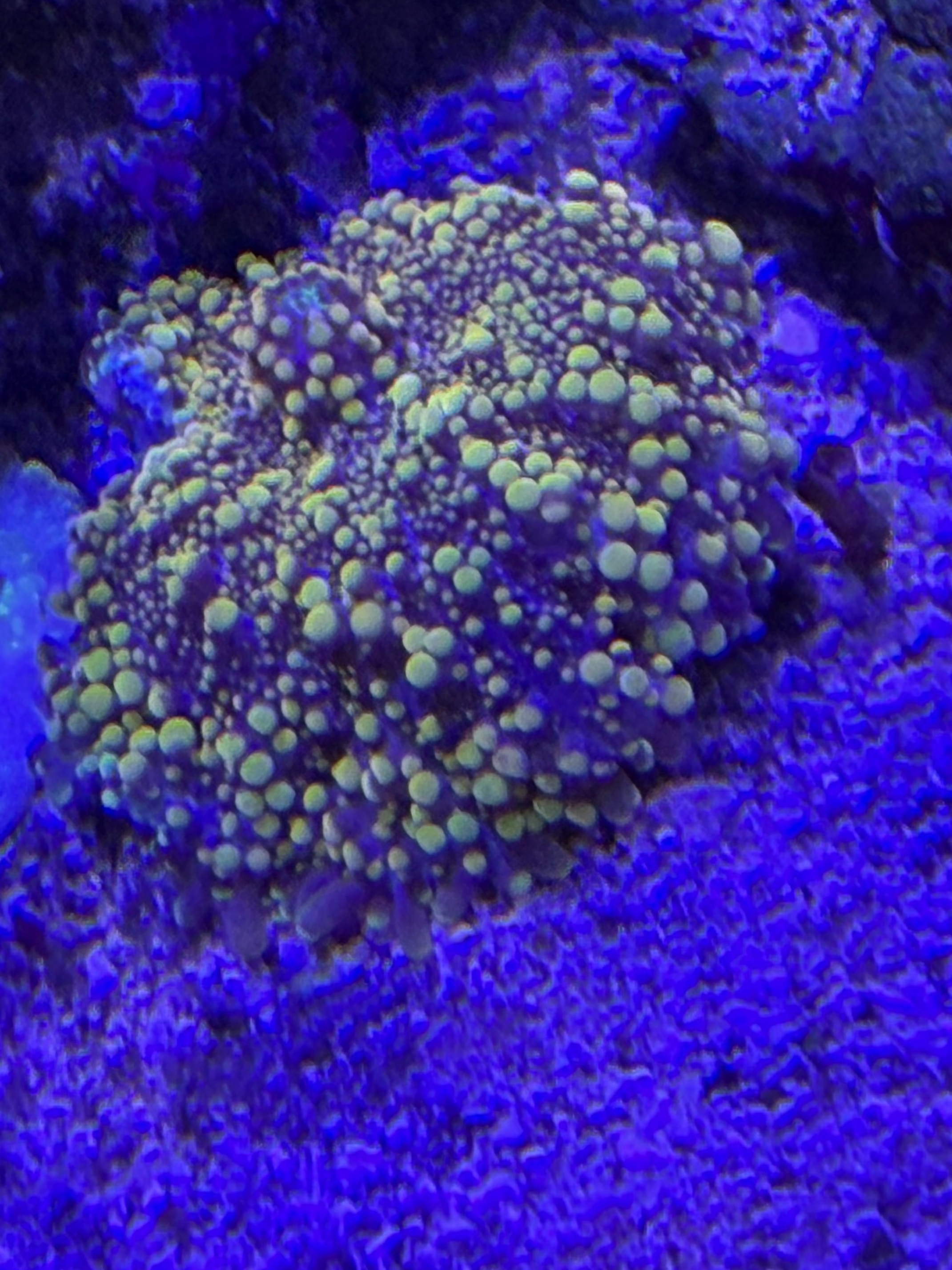 Ricordea Yellow