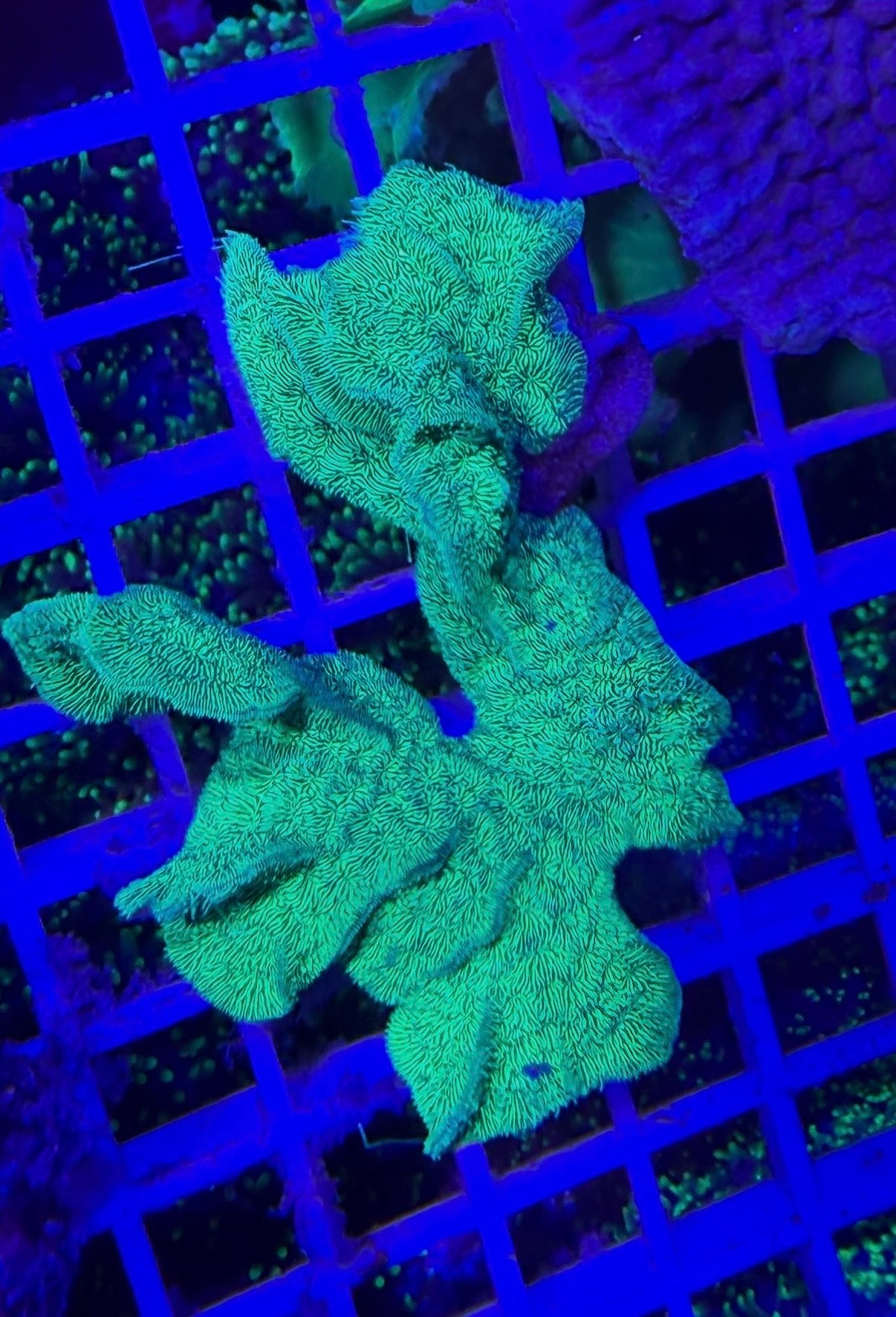 Pavona decussata green cactus