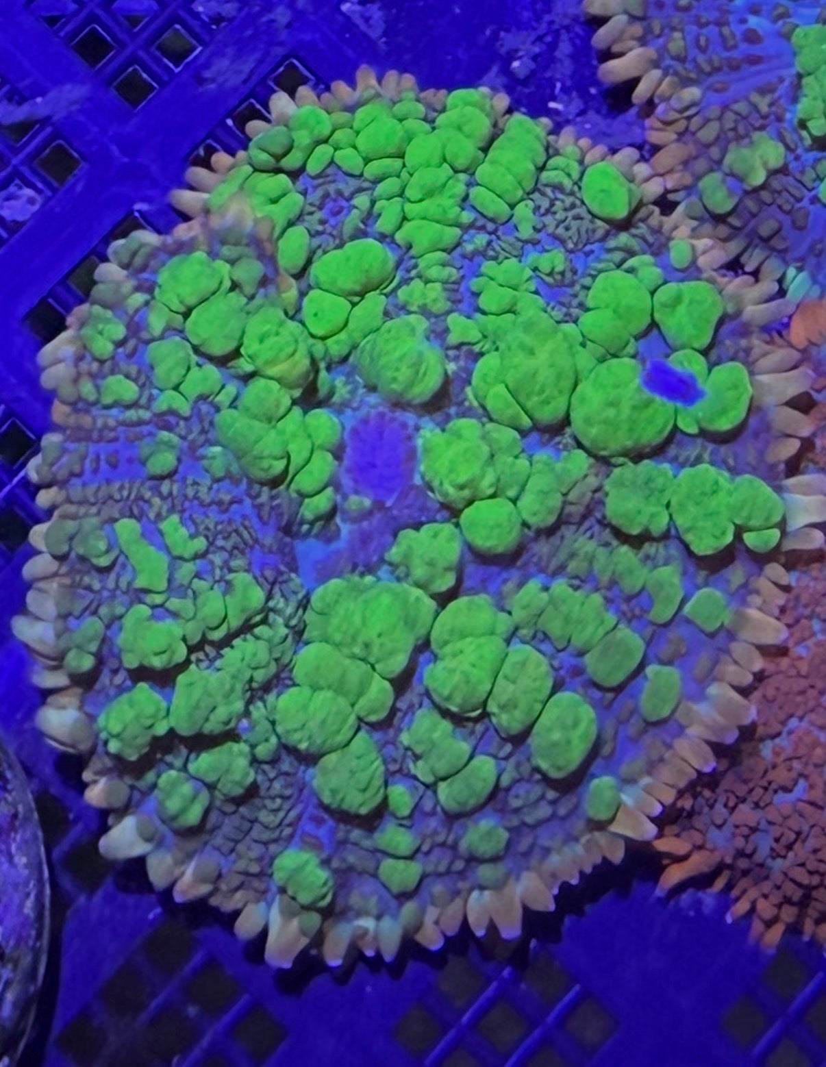 Rhodactis sp. crazy bubble bounce