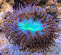 Sandanemone