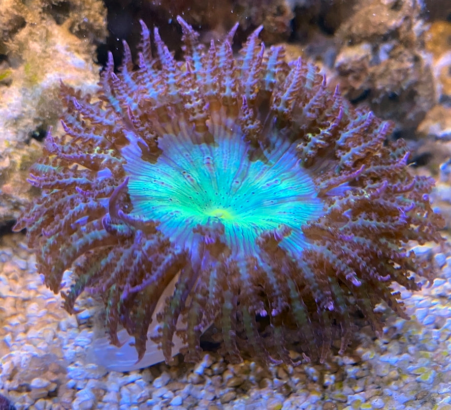 Sandanemone